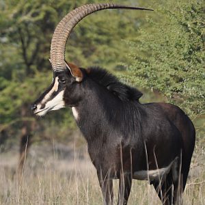 Sable Antelope South Africa