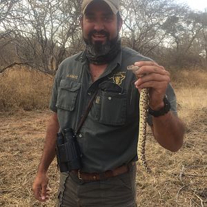Puff Adder Snake South Africa