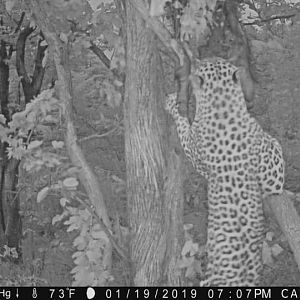 Leopard Trail Cam Pictures Zimbabwe