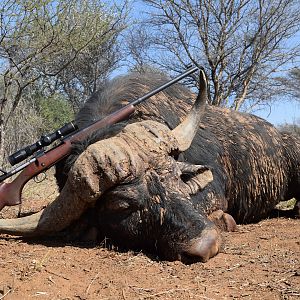 Cape Buffalo Hunting South Africa