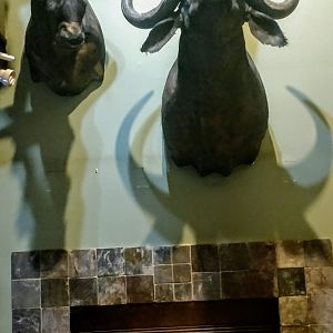 Buffalo Shoulder Mount Taxidermy