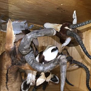 Trophy Crate Taxidermy