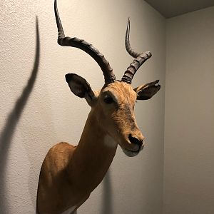 Impala Shoulder Mount Taxidermy