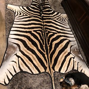 Burchell's Plain Zebra Rug Taxidermy