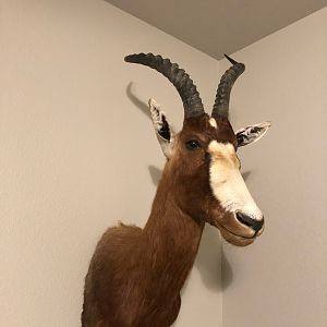 Blesbok Shoulder Mount Taxidermy