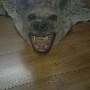 Spotted Hyena Taxidermy