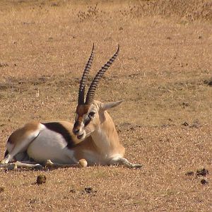 Thompson's Gazelle Tanzania