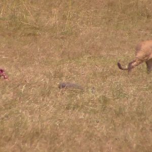 Lioness leaving a Wildebeest kill in Tanzania