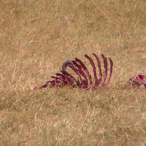 Lions Wildebeest kill in Tanzania