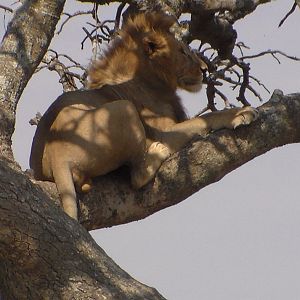 Lion Tanzania