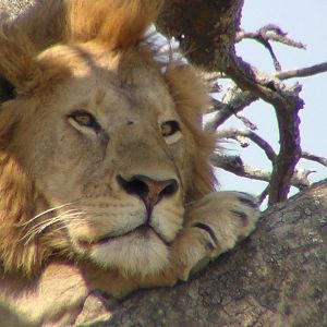 Lion Tanzania