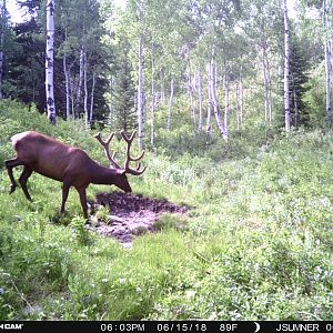 Trail Cam Pictures of Elk