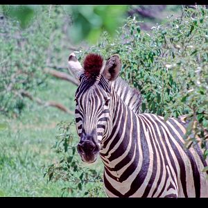 Chapman's Zebra in Hwange National Park Zimbabwe