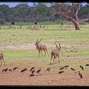 Kudu in Hwange National Park Zimbabwe