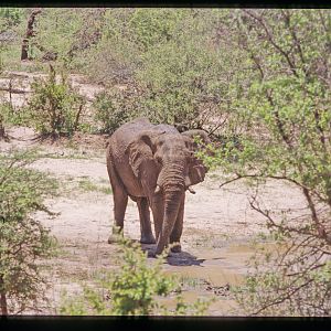 Elephant in Hwange National Park Zimbabwe