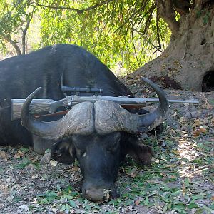 Hunt Cape Buffalo in Zimbabwe