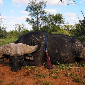 Cape Buffalo Hunt South Africa