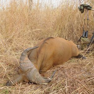 Cameroon Hunting West African Savanna Buffalo