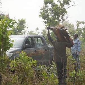 Cameroon Hunt West African Savanna Buffalo