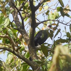 Birdlife Cameroon