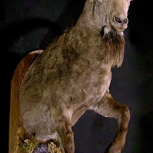 Mid Asian Ibex Taxidermy Mount