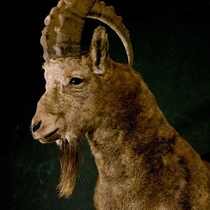 Mid Asian Ibex Taxidermy Mount