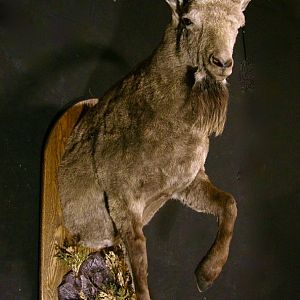 Mid Asian Ibex Taxidermy Mount