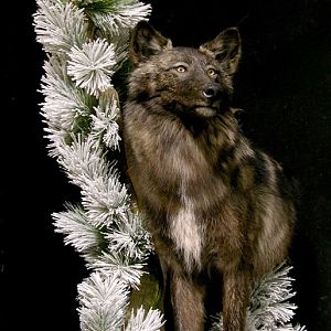 Media 'Double Wolf Pedestal Taxidermy Mount' in category 'Taxidermy & Trophy Room'
