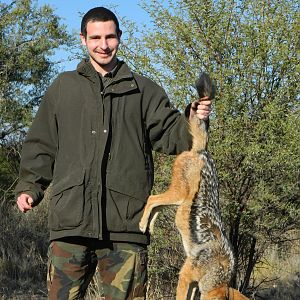 Hunting Black-backed Jackal Namibia