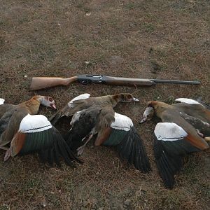 Egyptian Geese Hunt in Namibia