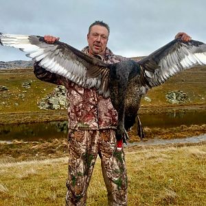 Black Swan Wing Shooting New Zealand