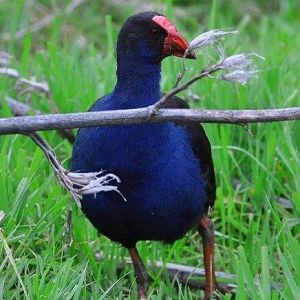 Pukeko New Zealand