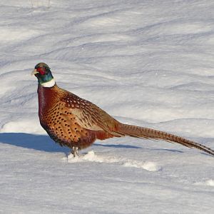 Pheasants in New Zealand