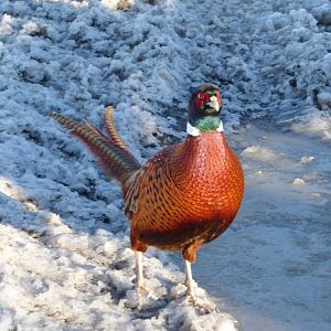 Pheasants in New Zealand