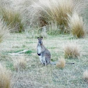 Wallaby New Zealand