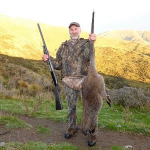 Hunt Wallaby in New Zealand