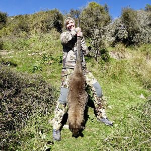 New Zealand Hunting Wallaby
