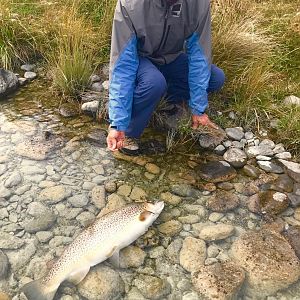 Fly Fishing Rainbow Trout in New Zealand