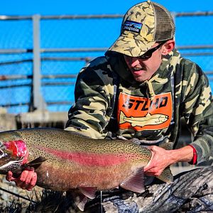 New Zealand Fly Fishing Rainbow Trout