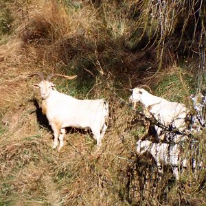 Alpine Goat in New Zealand