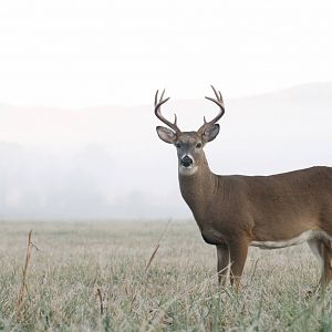 Whitetail Deer in New Zealand