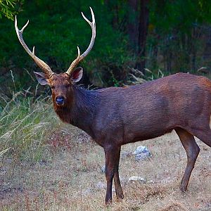 Sambar Deer in New Zealand