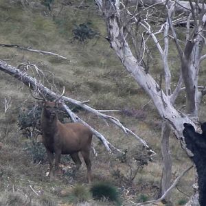 Sambar Deer in New Zealand