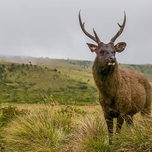 Sambar Deer in New Zealand