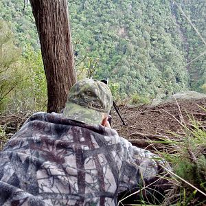 Sambar Deer Hunting in New Zealand