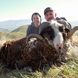 New Zealand Hunt Arapawa Ram