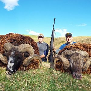 New Zealand Hunting Arapawa Ram