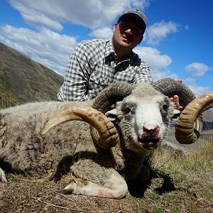 Hunt Arapawa Ram in New Zealand