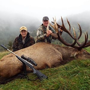 New Zealand Hunting Elk