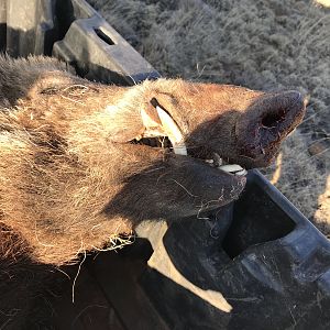 Hunt Eurasian Boar in Texas USA